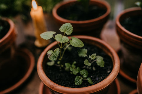 gardening tips candlelight herb greenhouse apothecary catnip lemon balm seedling