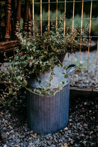 vintage galvanized metal milk jug repurposed as planter