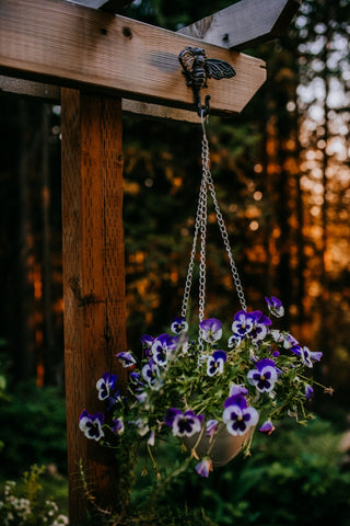 antique hook with pansies in hanging planter