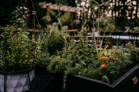 black garden beds