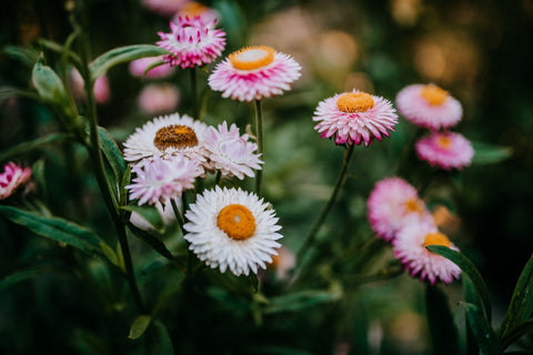 strawflowers candy pink vintage rose