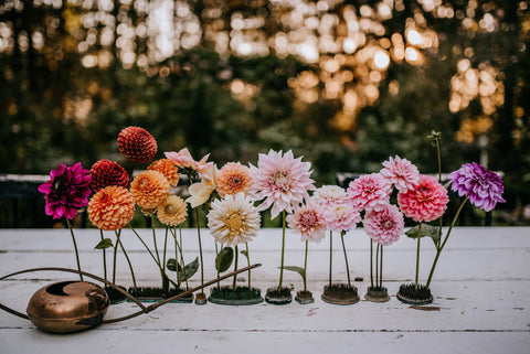 dahlias colorful blooms flowers flower frogs