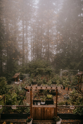 cedar house garden in fall fog