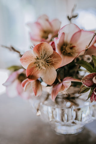 hellebore winter christmas rose