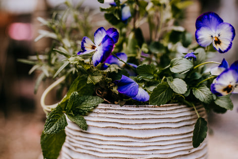 herbs viola in a pot for gifting hostess gift