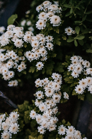 feverfew white puff herb garden tasks summer