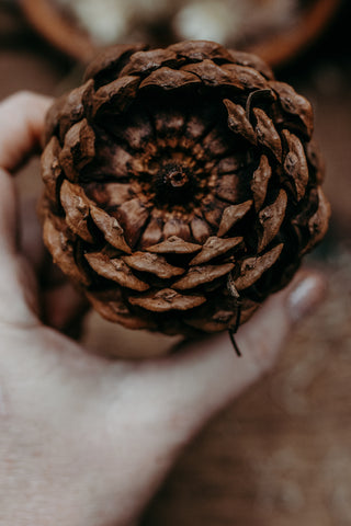 pine cone craft winter