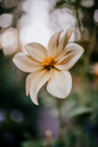 apple blossom dahlia open centered