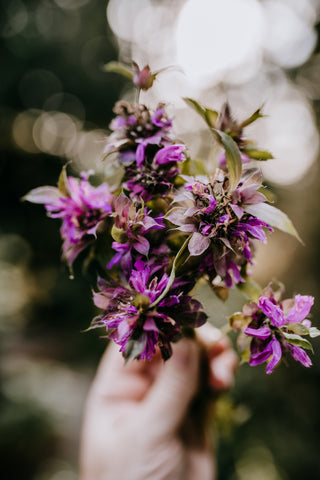 harvest bundle of bee balm menarda