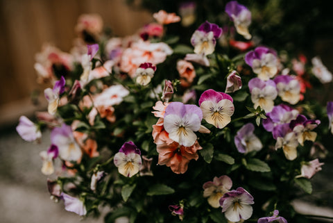 basket of viola