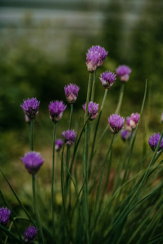 chive blossoms spring chives garden