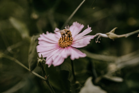 honey bee on flower