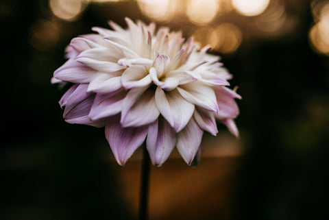 who me sweet love dahlia white purple flower