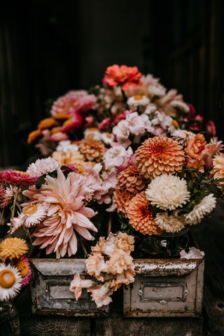 farm fresh cut flowers dahlias