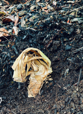 planting an iris rhizome tips