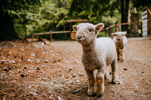 babydoll sheep, sheep, farm, washington farm, homestead