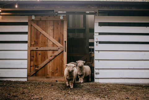 southdown babydoll sheep