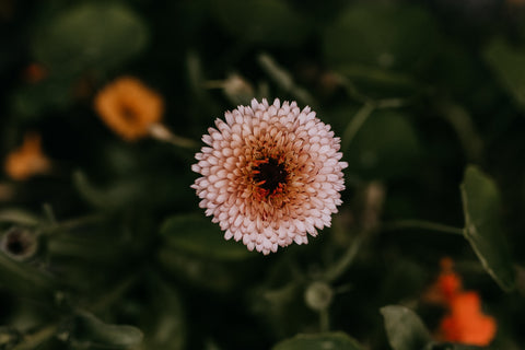 calendula