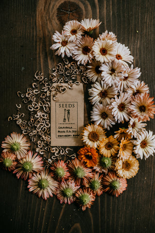 harvesting calendula blooms and seeds