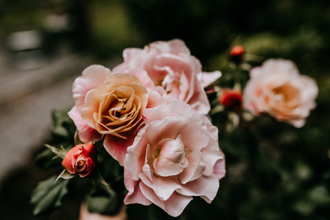 rose care tips for pruning roses