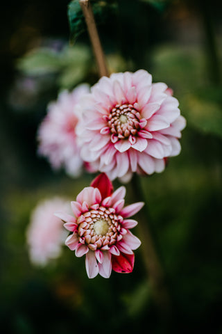 pink strawberry cream dahlia