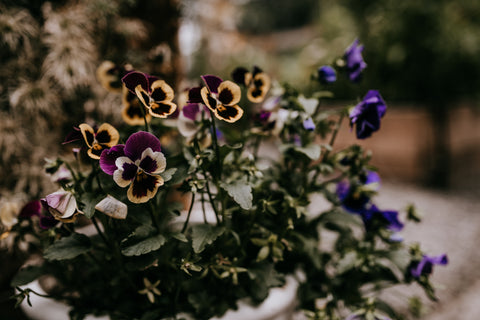 pansies and violas what is the difference flowers gardening tip