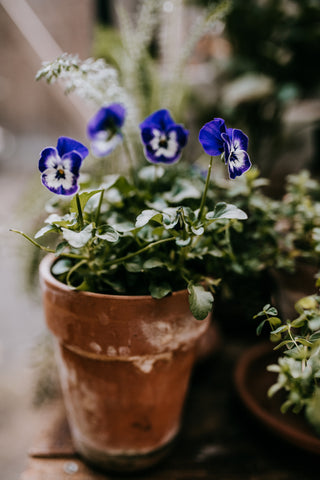 pansies and violas what is the difference flowers gardening tip