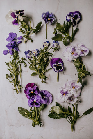 Violas v. Pansies: What's the Difference? – Cedar House Living LLC