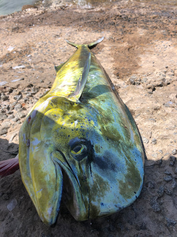 Dorado Fisk