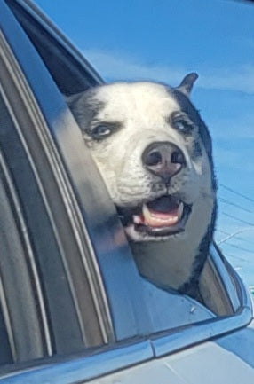Pono the Siberian Sea Dog riding in car