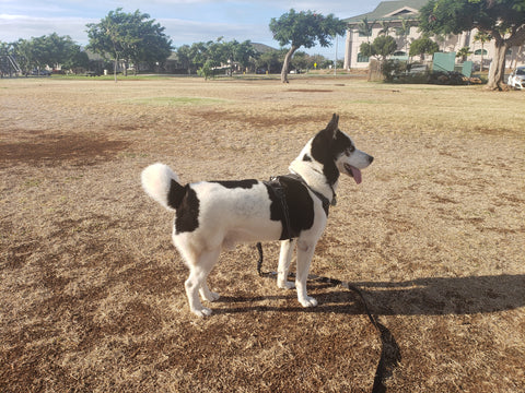 Husky dog on alert