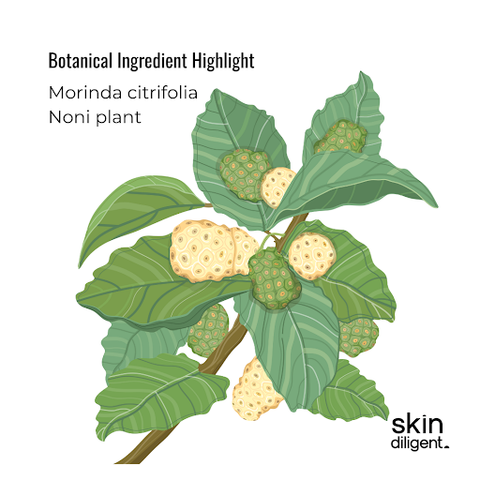 skincare ingredient Morinda citrifolia