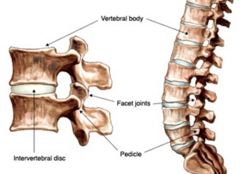 Anatomical image showing the location of intervertebral discs in the spine