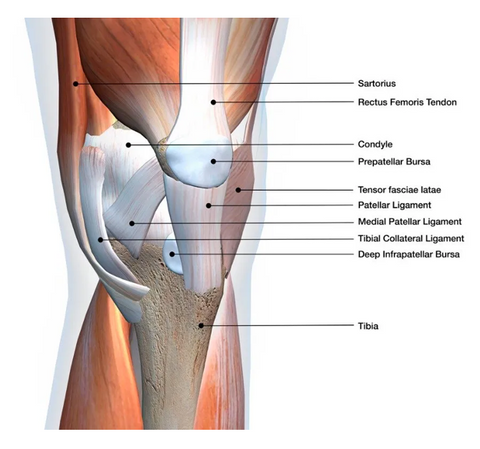Image showing the knee joint and the anatomical features. 