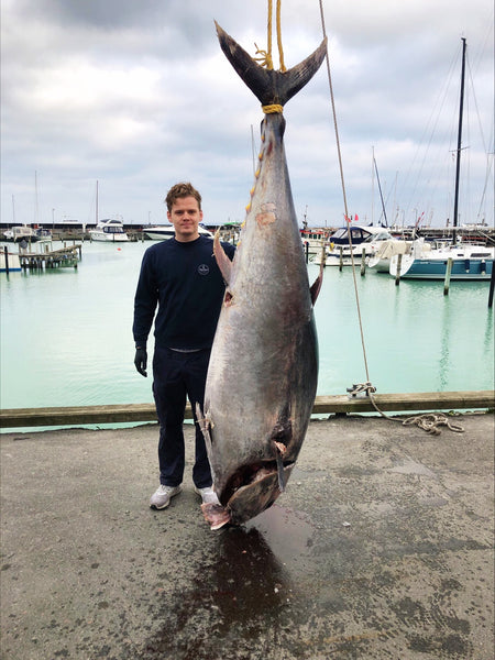 Bluefin Tun på havnefronten fiskethuset Hornbæk