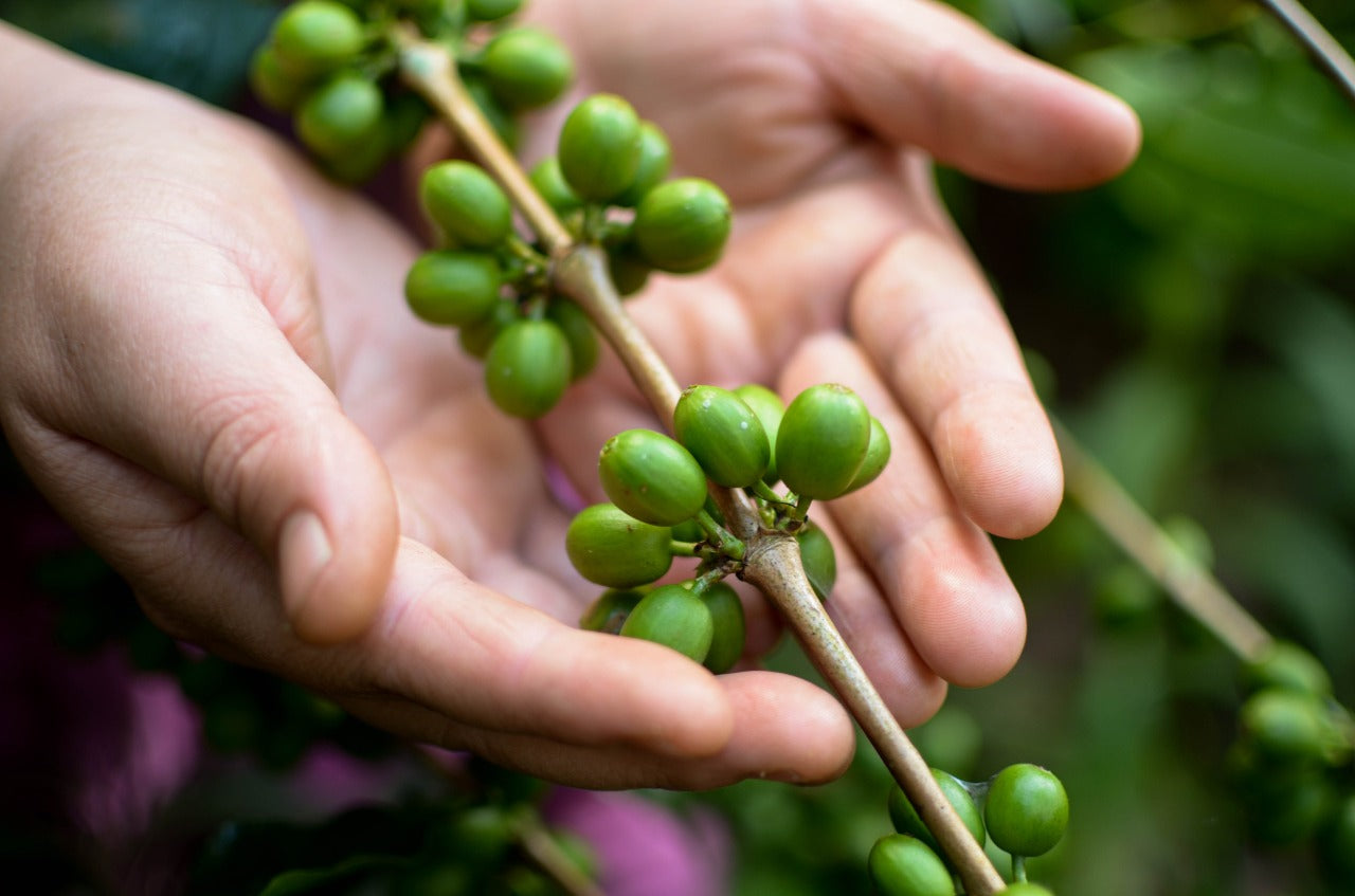 hands showing green cherry coffee bean