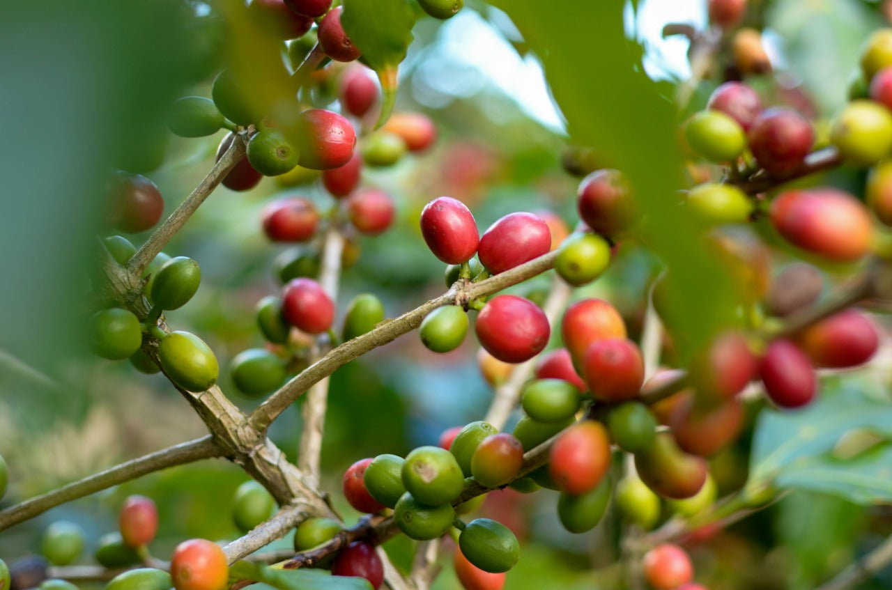 coffee plant in guatemala