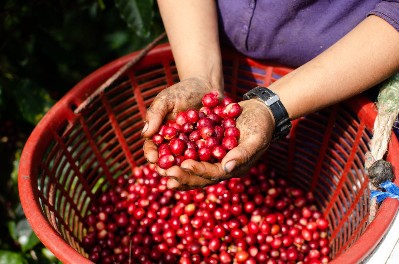 woman holding basket with coffee cherries