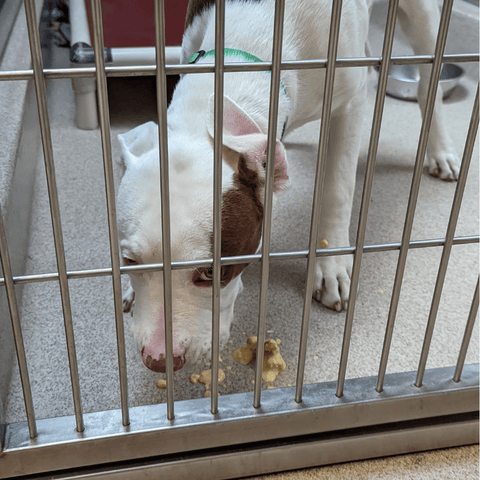 A brown and white dog crunches a treat inside a shelter kennel.