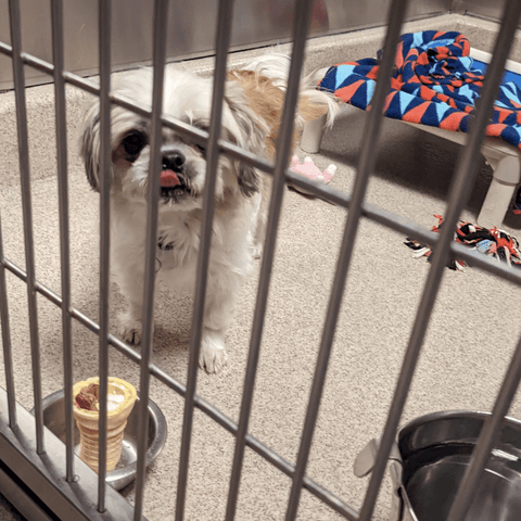 A small shih tzu mix dog inside a shelter kennel with a pup cup dog treat on the ground.