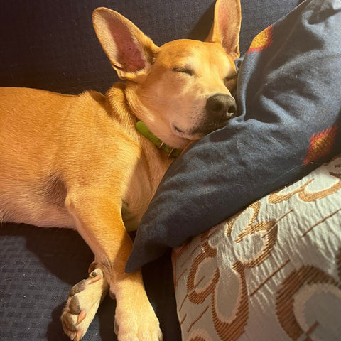 a reddish dog sleeps on a couch