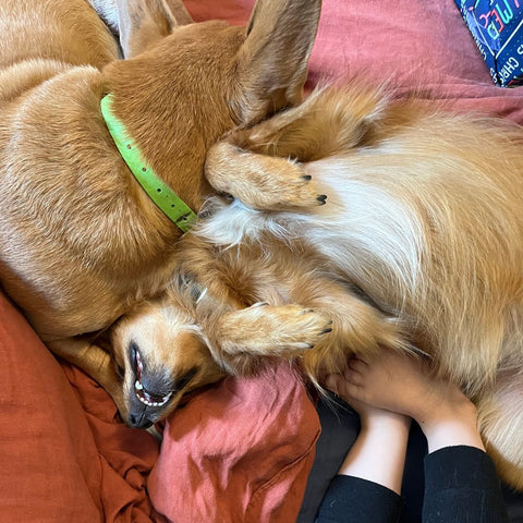 two reddish dogs lay on a bed, one is sleeping and one is trying to play.