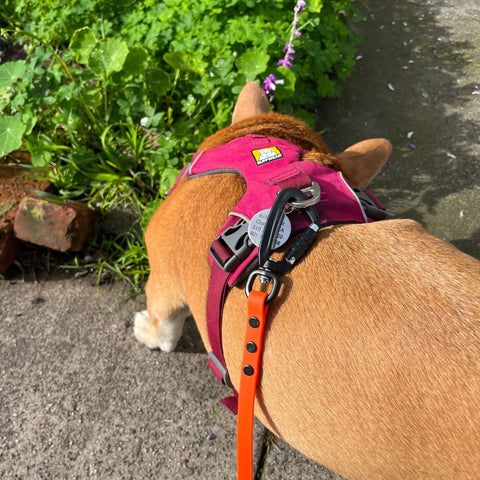 a reddish dog in a fuschia harness sniffs some grass on a walk