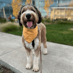 A large brown and white labradoodle wearing an orange bandana and a purple leash looks at the camera. Her mouth is relaxed and open and she is standing on a sidewalk. 