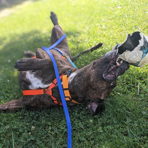 a large brindle mastiff type dogs rolls in the grass chewing on an old soccer ball, wearing an orange collar and dark orange harness. 