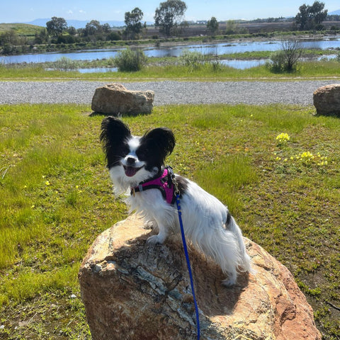 a small black and papillon stands on a rock