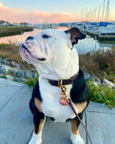 @2babybulldogs bulldog looking to the left at sunset in front of a body of water with sailboats in the distance wearing a BioThane dog collar