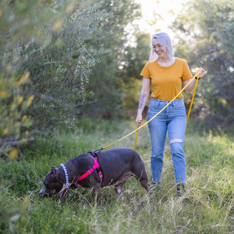 A woman in jeans and a yellow shirt walks a gray pit bull type dog in a meadow setting with trees around them at sunset. The dog is sniffing the grass and the woman is holding a long yellow leash and smiling.