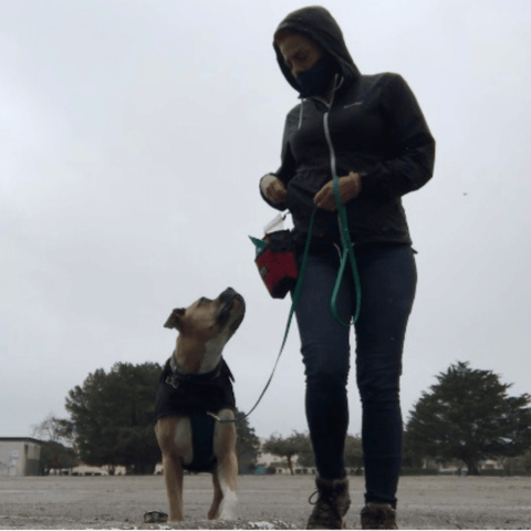 Cory works with a dog on positive reinforcement training