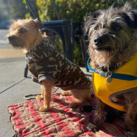 Bumblebee (left) and Hazel, two small scruffy terrier type dogs, sit on a blanket outside.